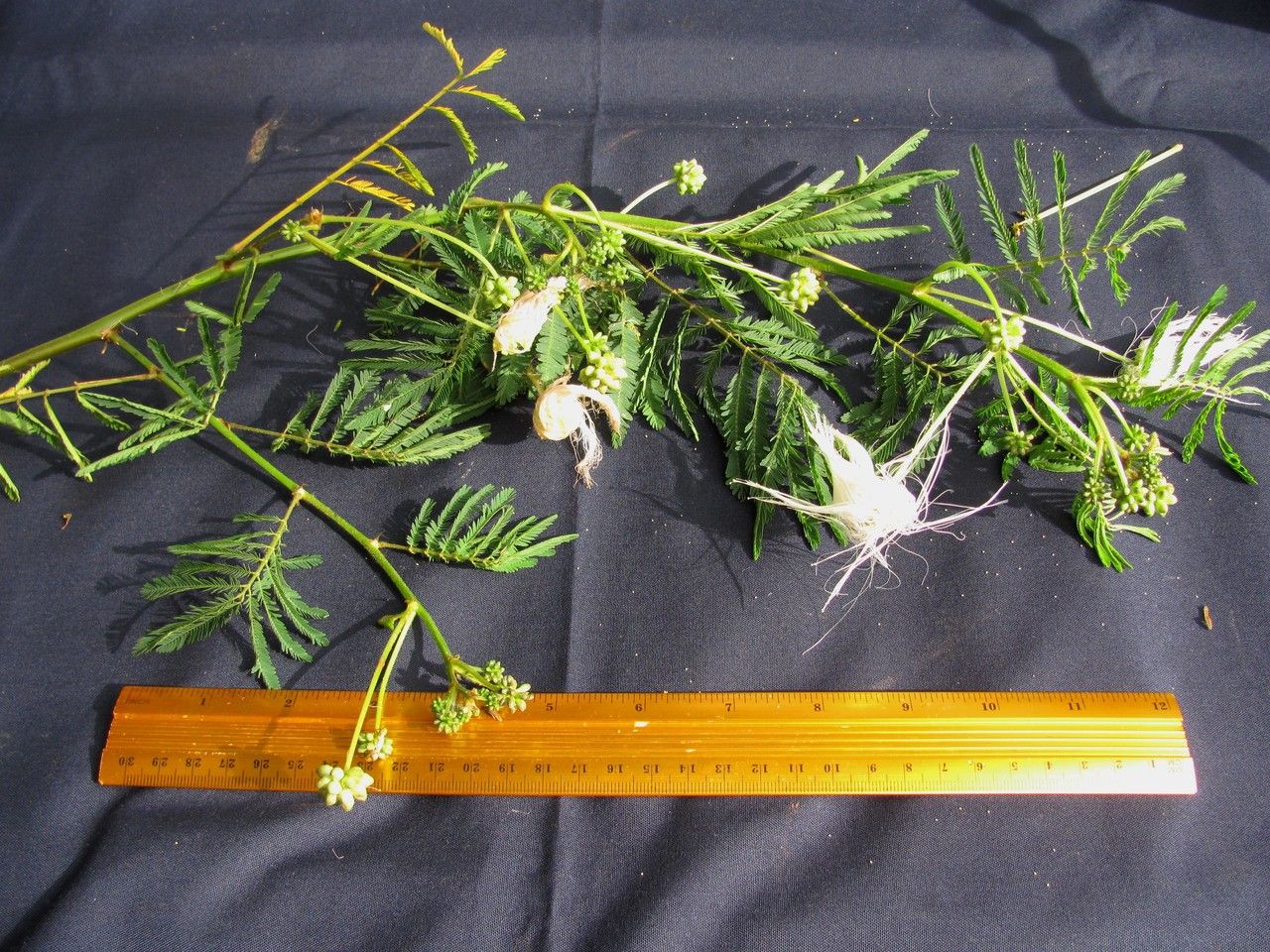 Zapoteca mollis other