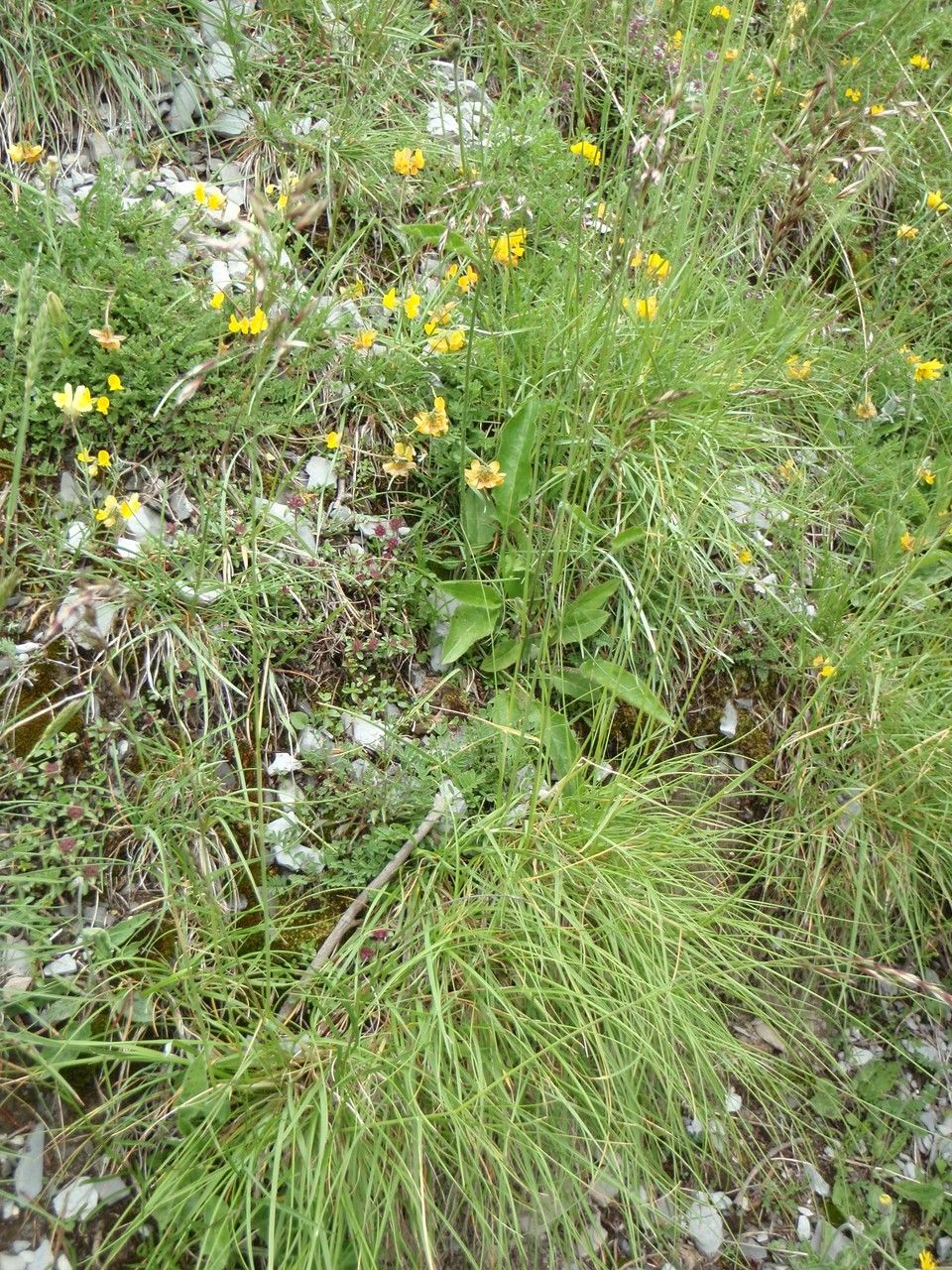 Helictotrichon sedenense habit