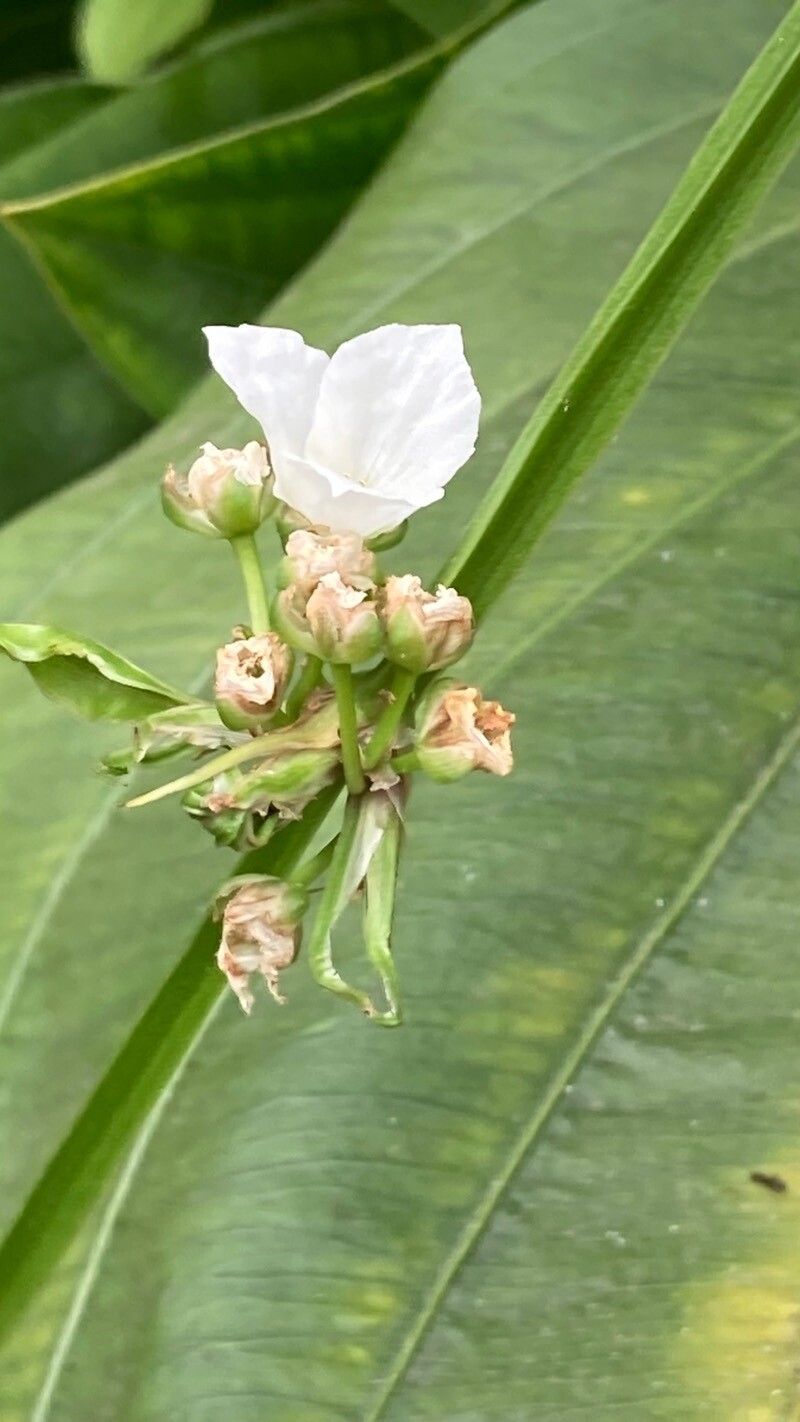 Echinodorus grandiflorus flower