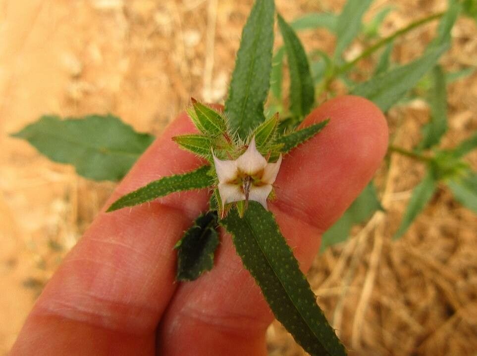 Trichodesma indicum flower