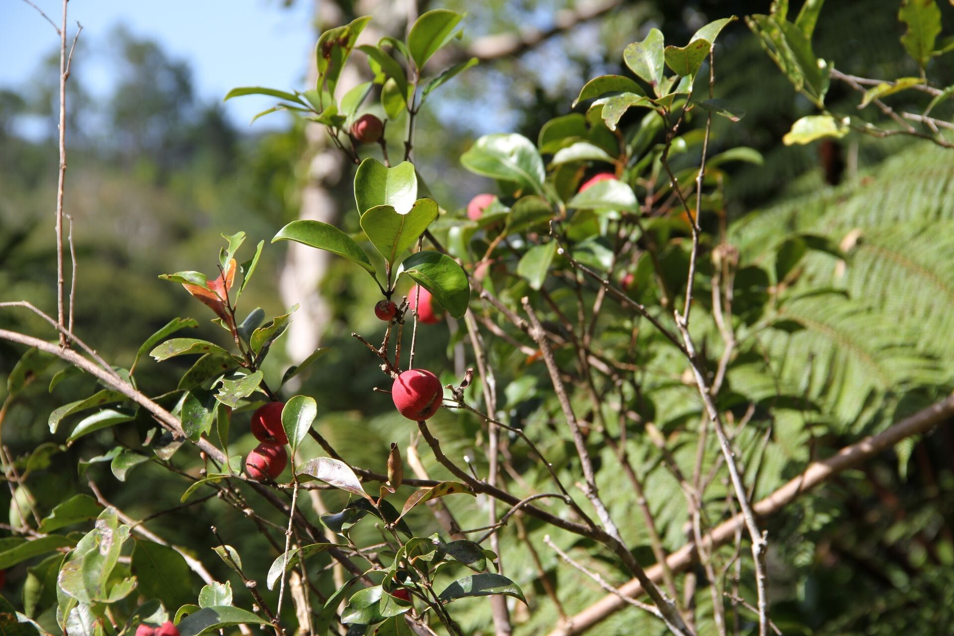 Syzygium vieillardii fruit