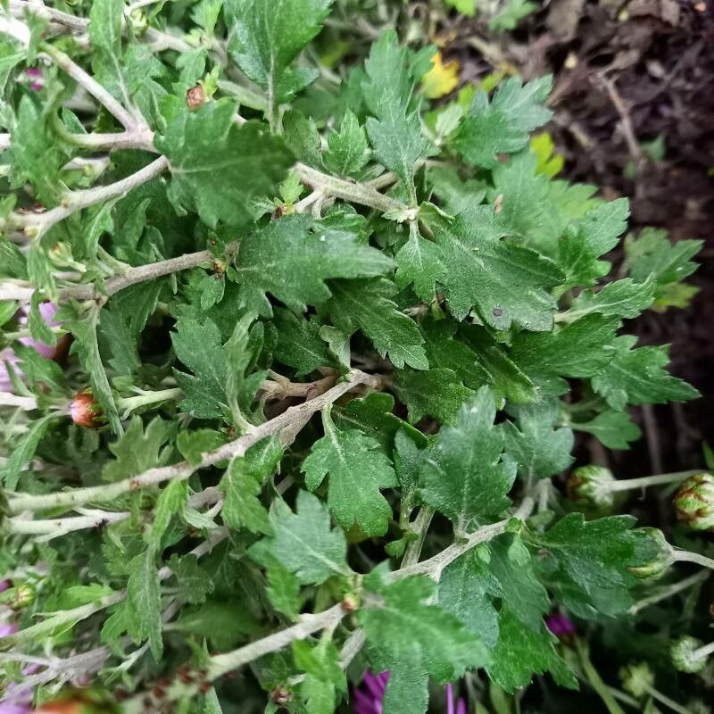 Dendranthema grandiflorum leaf