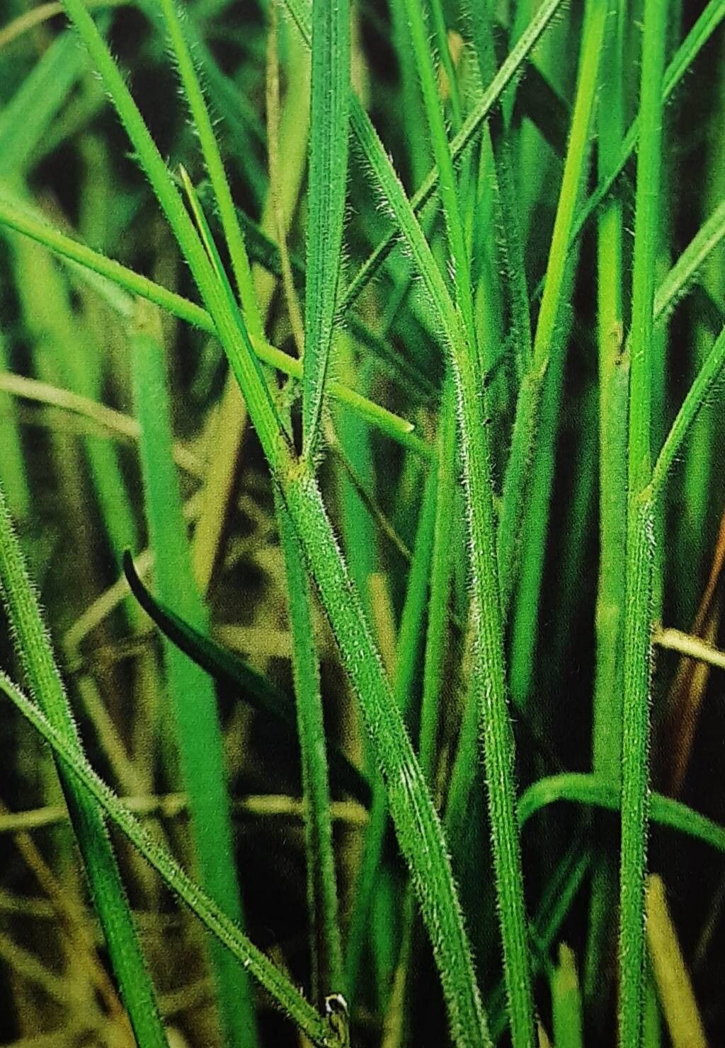 Stipa dasyphylla — search result for 'Stipa'
