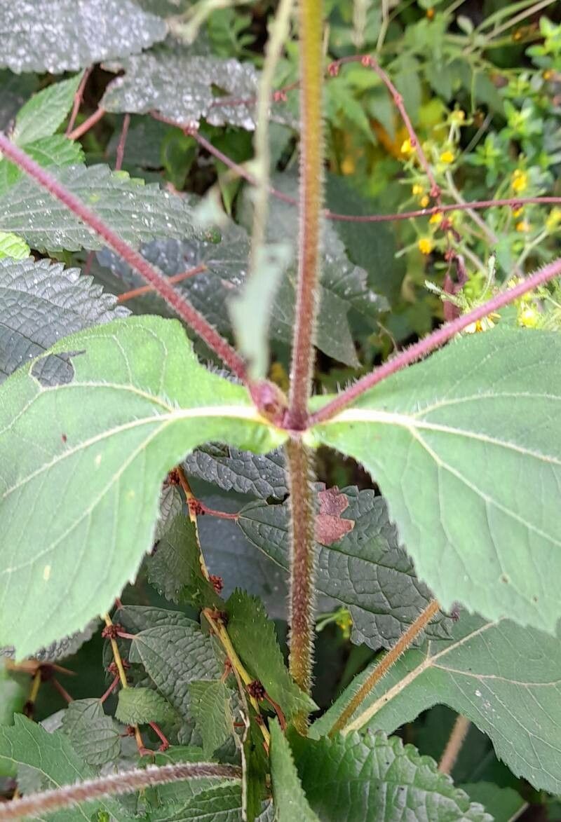 Sigesbeckia serrata bark