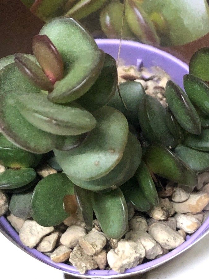 Adromischus subdistichus — houseplant care guide