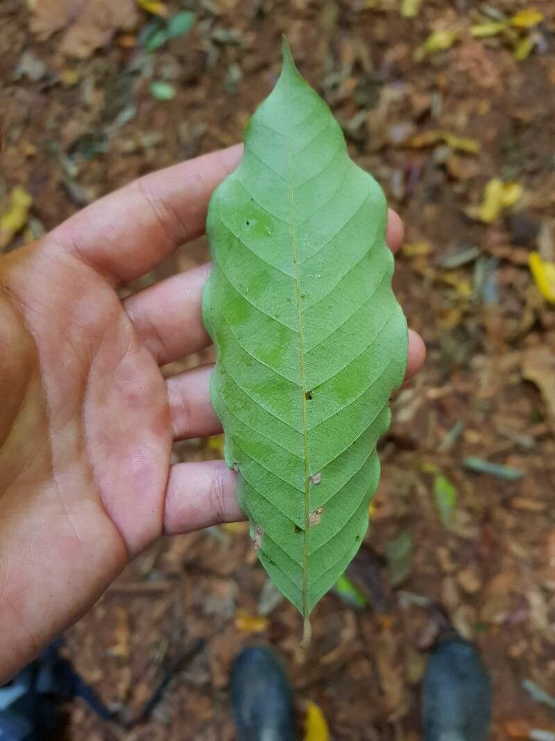 Couepia osaensis — houseplant care guide