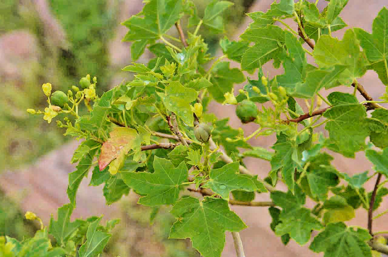 Jatropha chevalieri leaf
