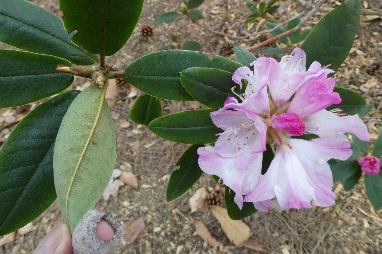 Rhododendron adenosum leaf