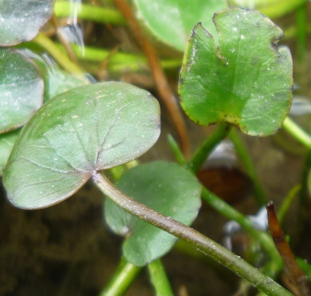 Halerpestes uniflora — related species from the same genus