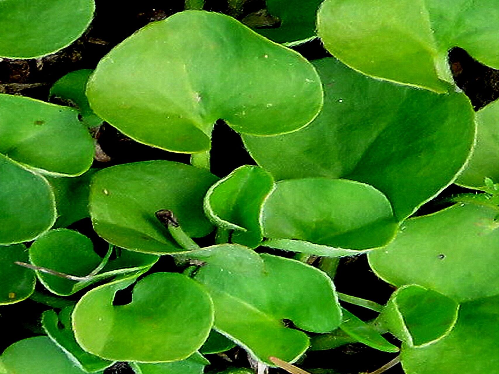 Dichondra donelliana