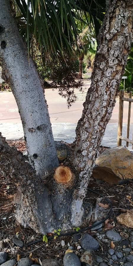 Carapa guianensis bark