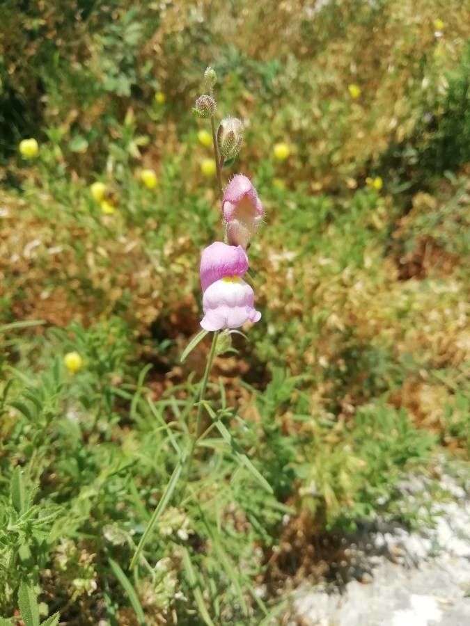 Antirrhinum barrelieri flower