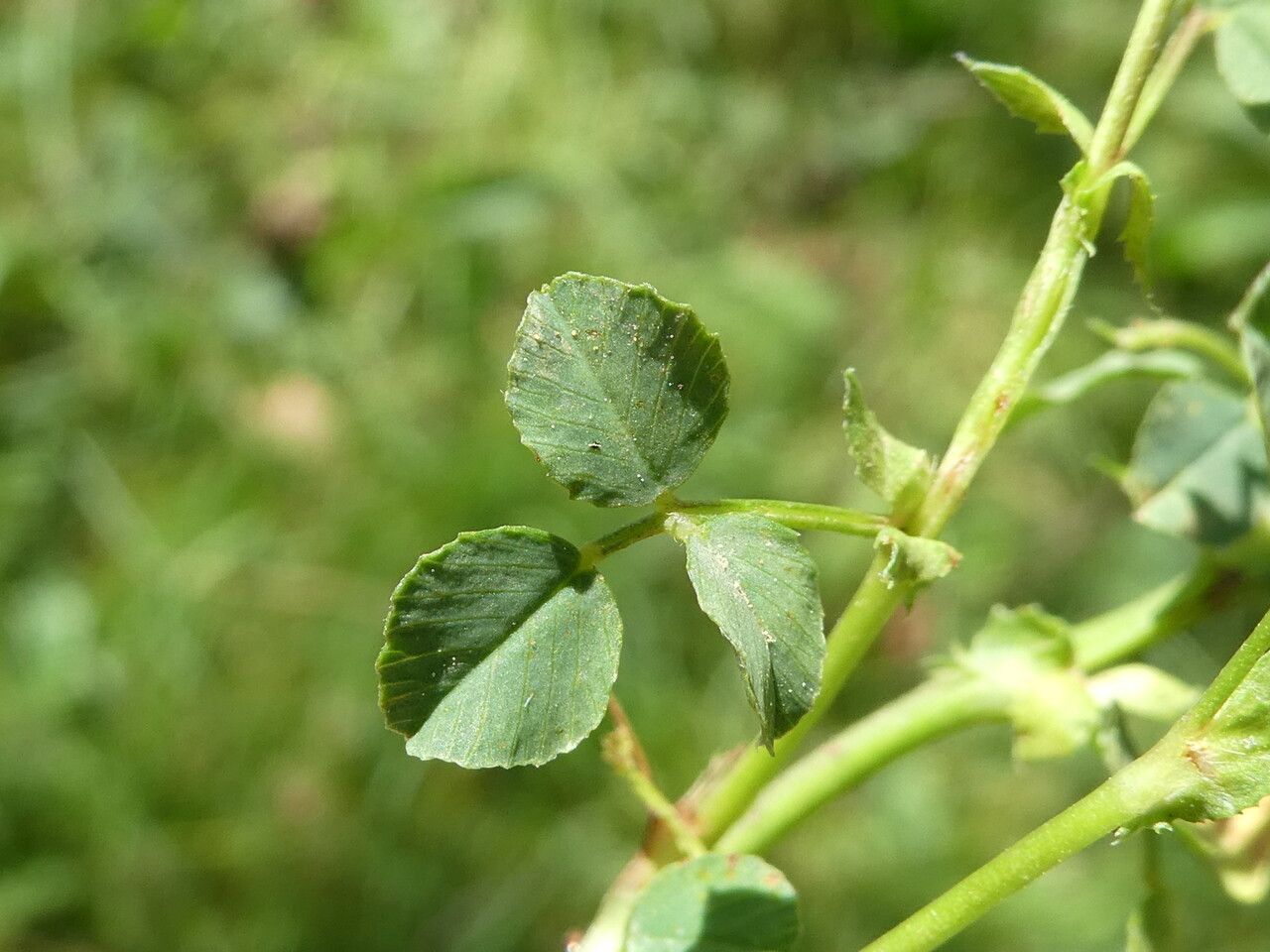 Medicago suffruticosa — search result for 'Medicago'