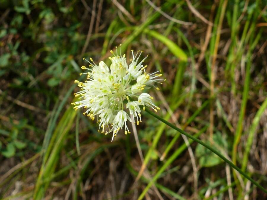 Allium ericetorum flower