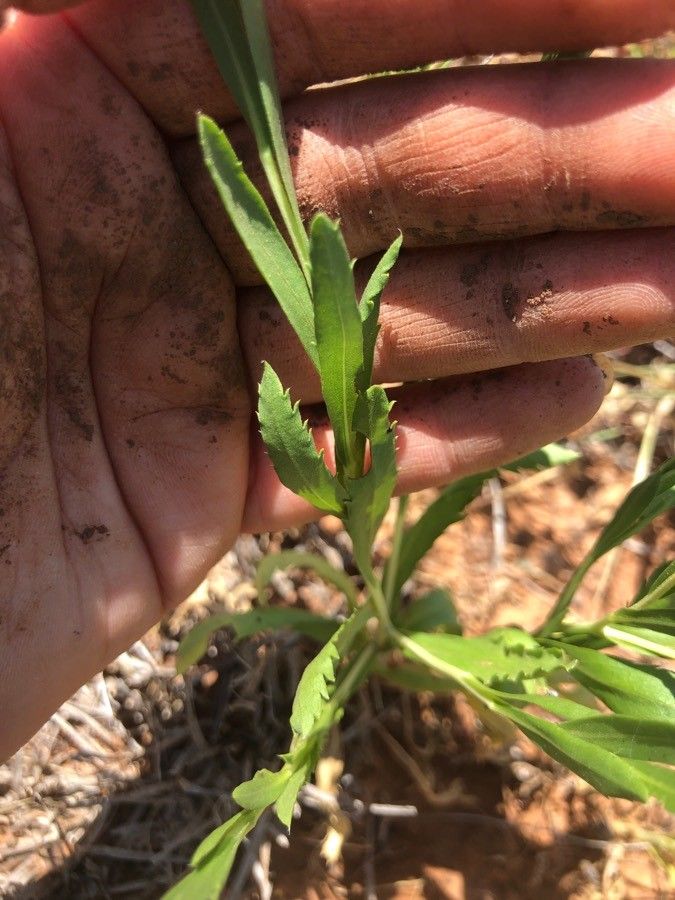Grindelia lanceolata leaf