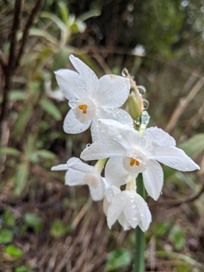 Narcissus dubius flower