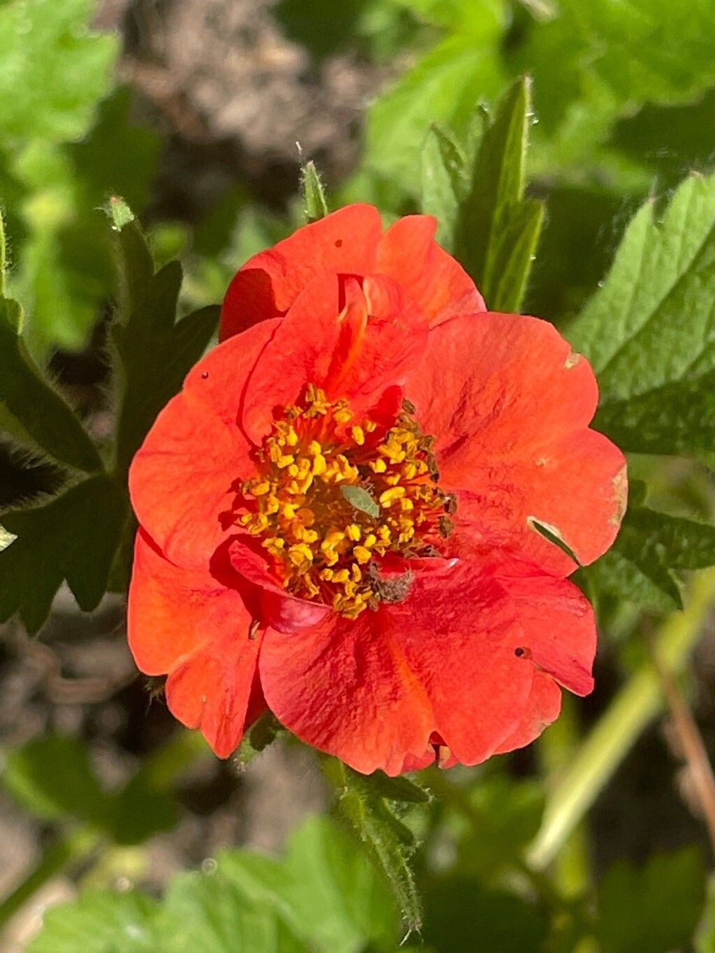 Geum chiloense flower