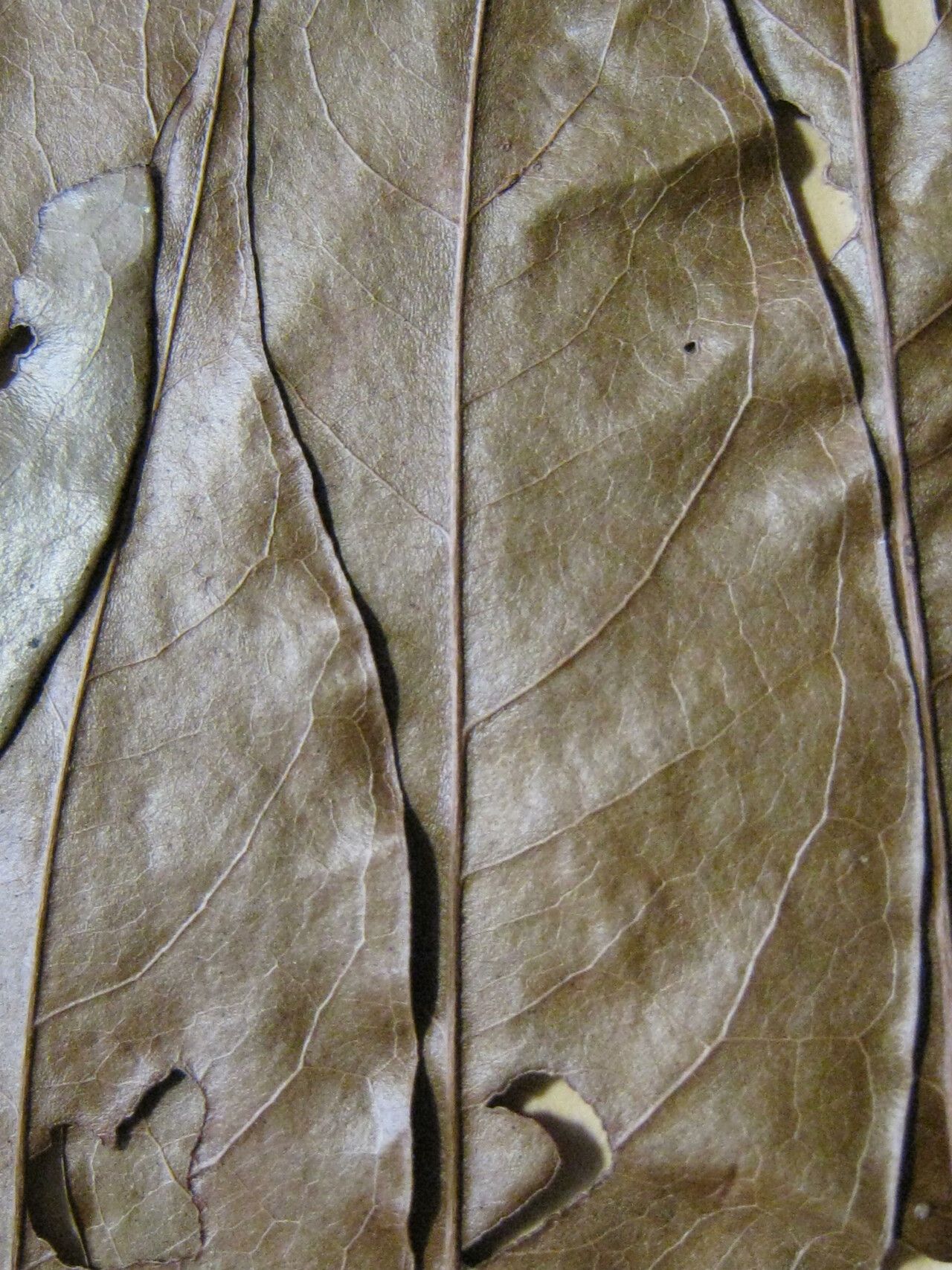 Ormosia melanocarpa other