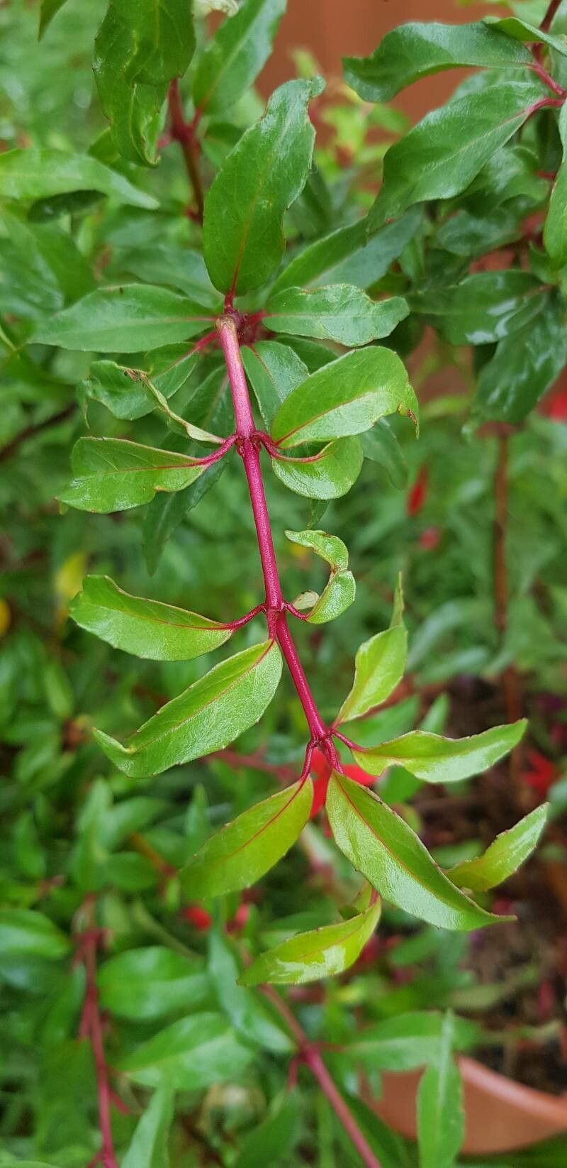 Fuchsia regia bark