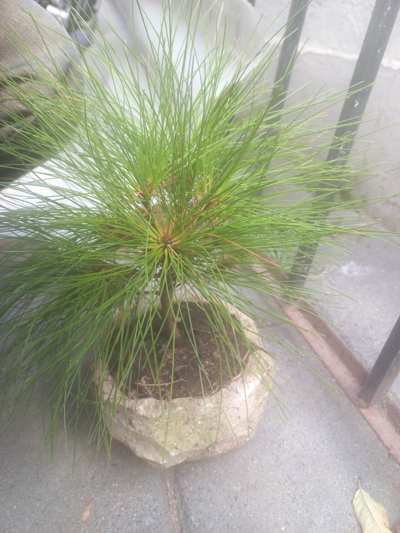 Pinus teocote leaf