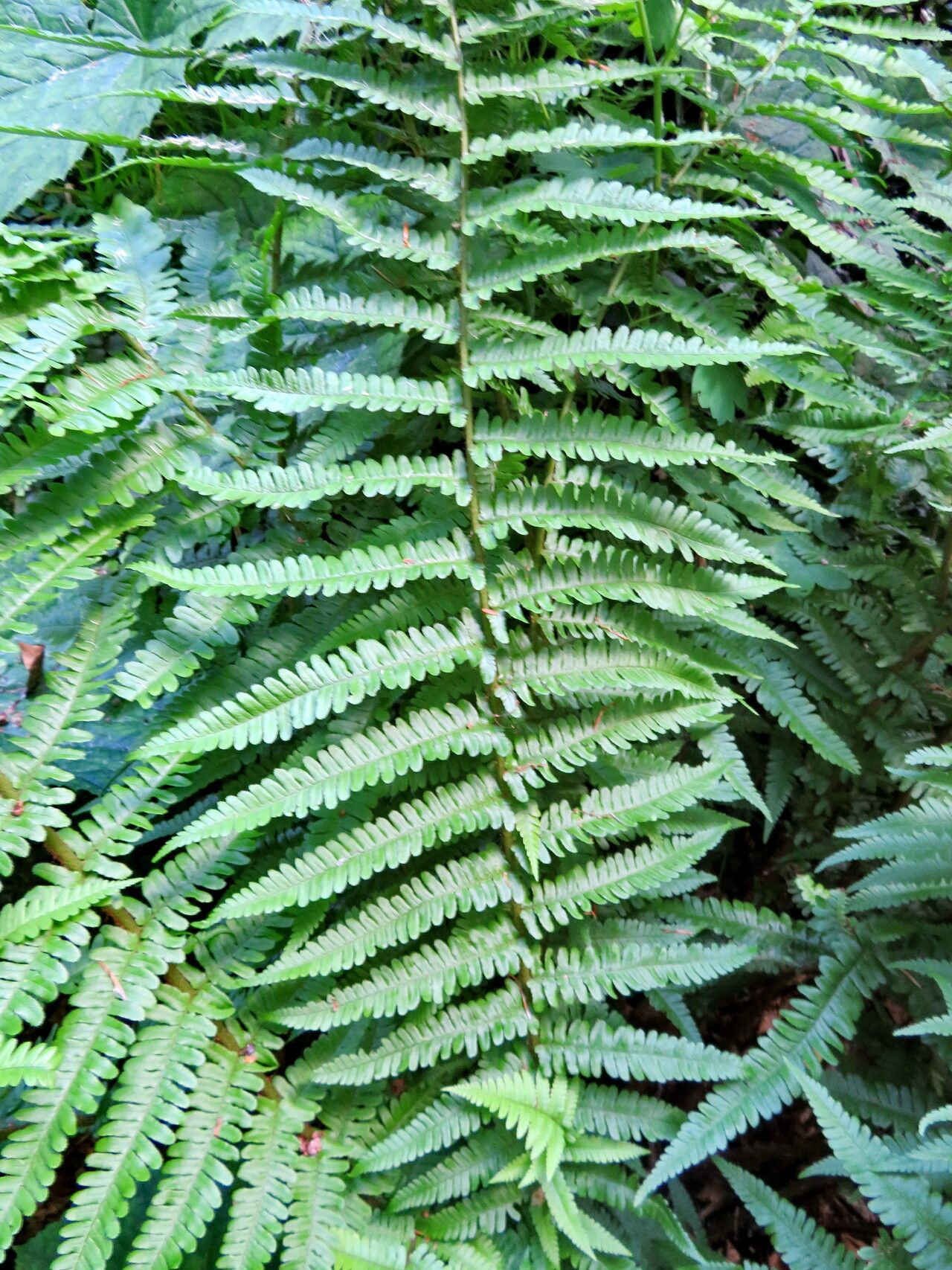 Dryopteris × complexa leaf