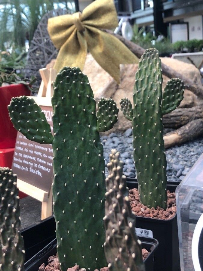 Consolea rubescens — search result for 'Cactaceae'