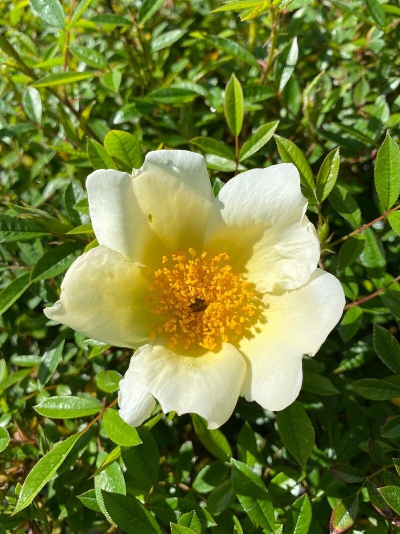 Rosa bracteata flower