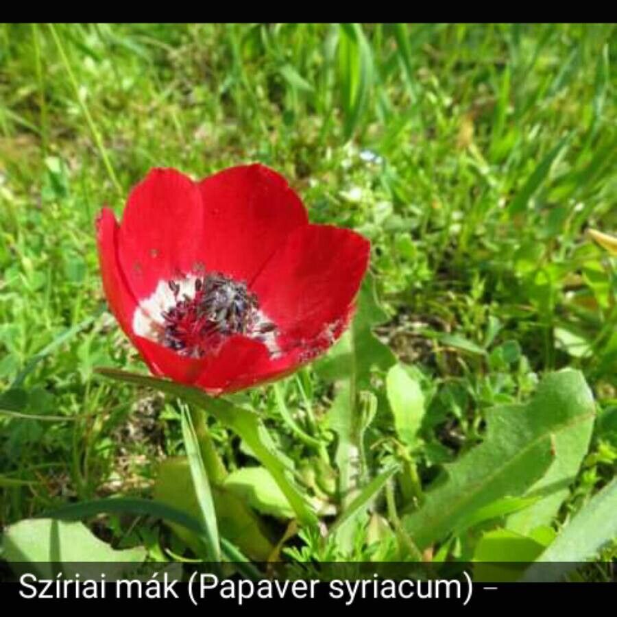 Papaver syriacum — search result for 'Papaver'