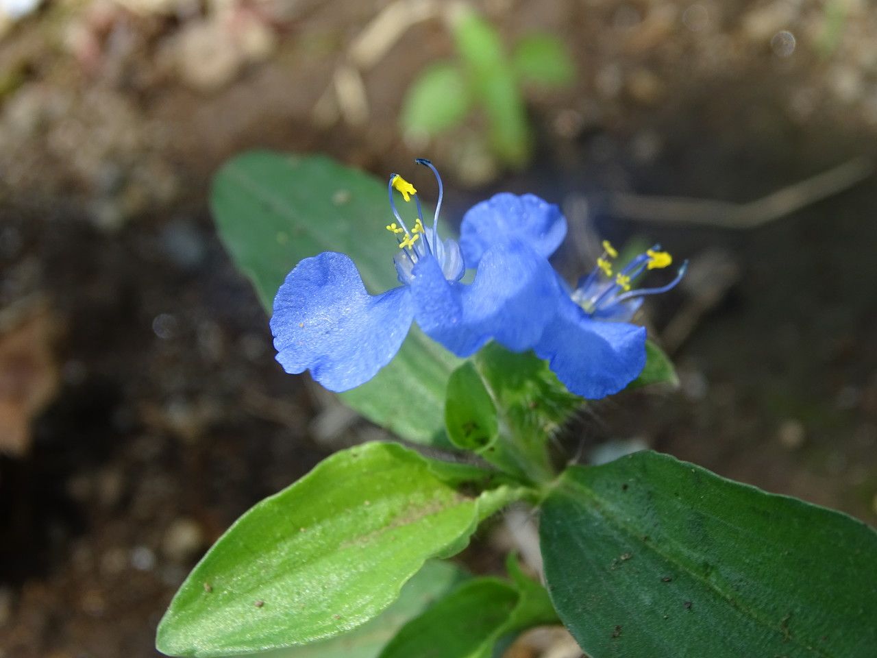 Commelina latifolia flower