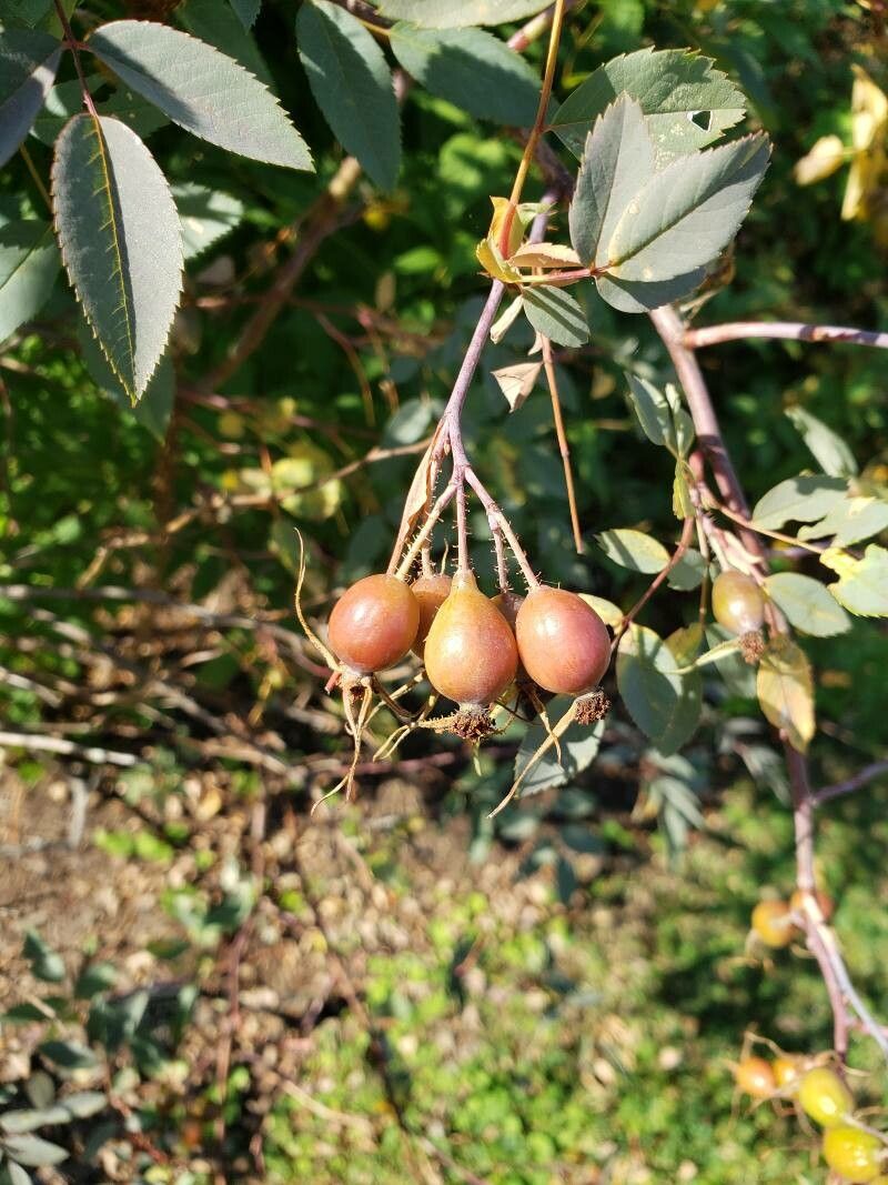 Rosa glauca fruit