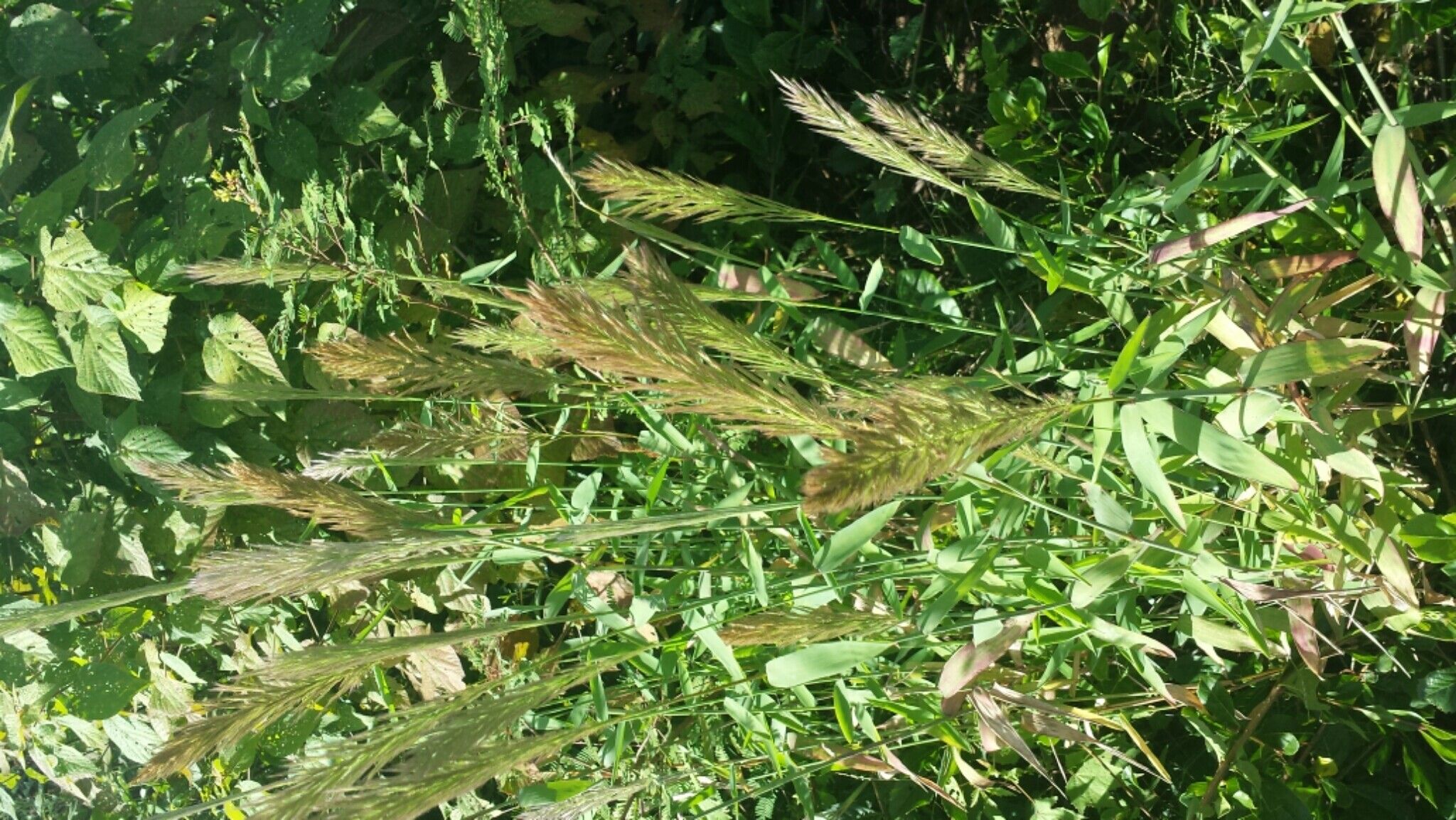 Leptocarydion vulpiastrum flower