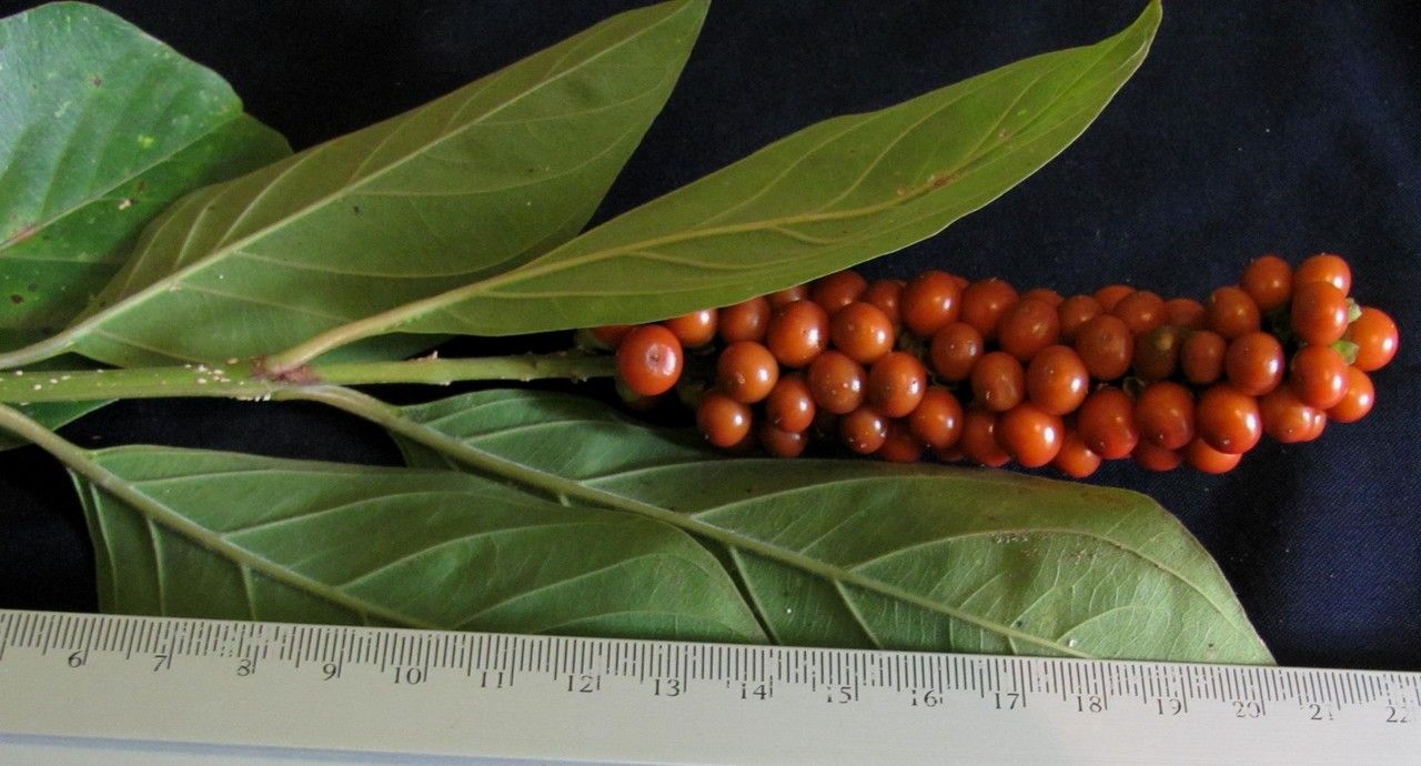 Citharexylum cooperi fruit