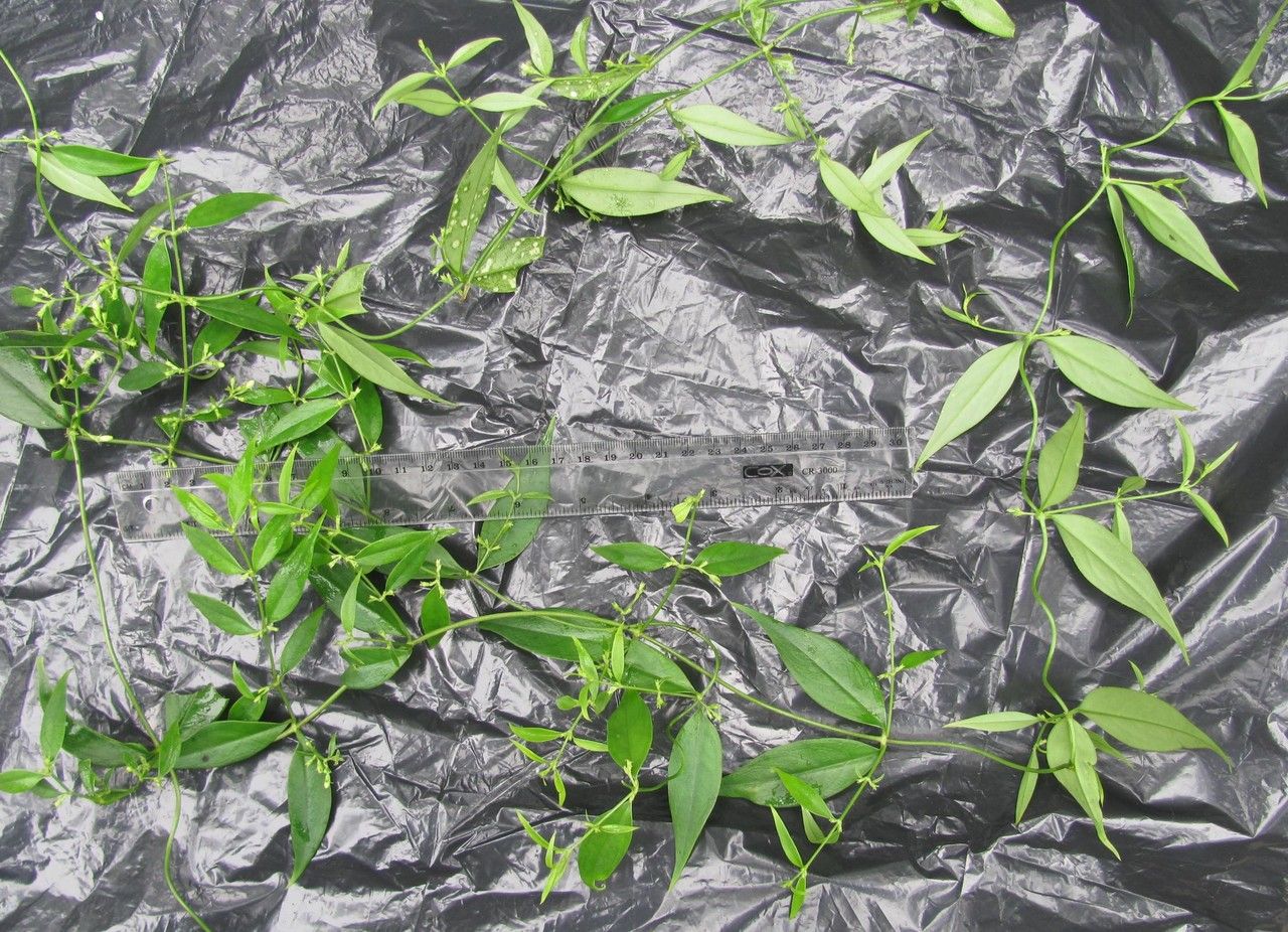 Manettia barbata habit