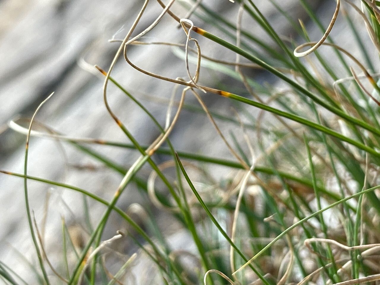 Carex curvula — search result for 'Germany'