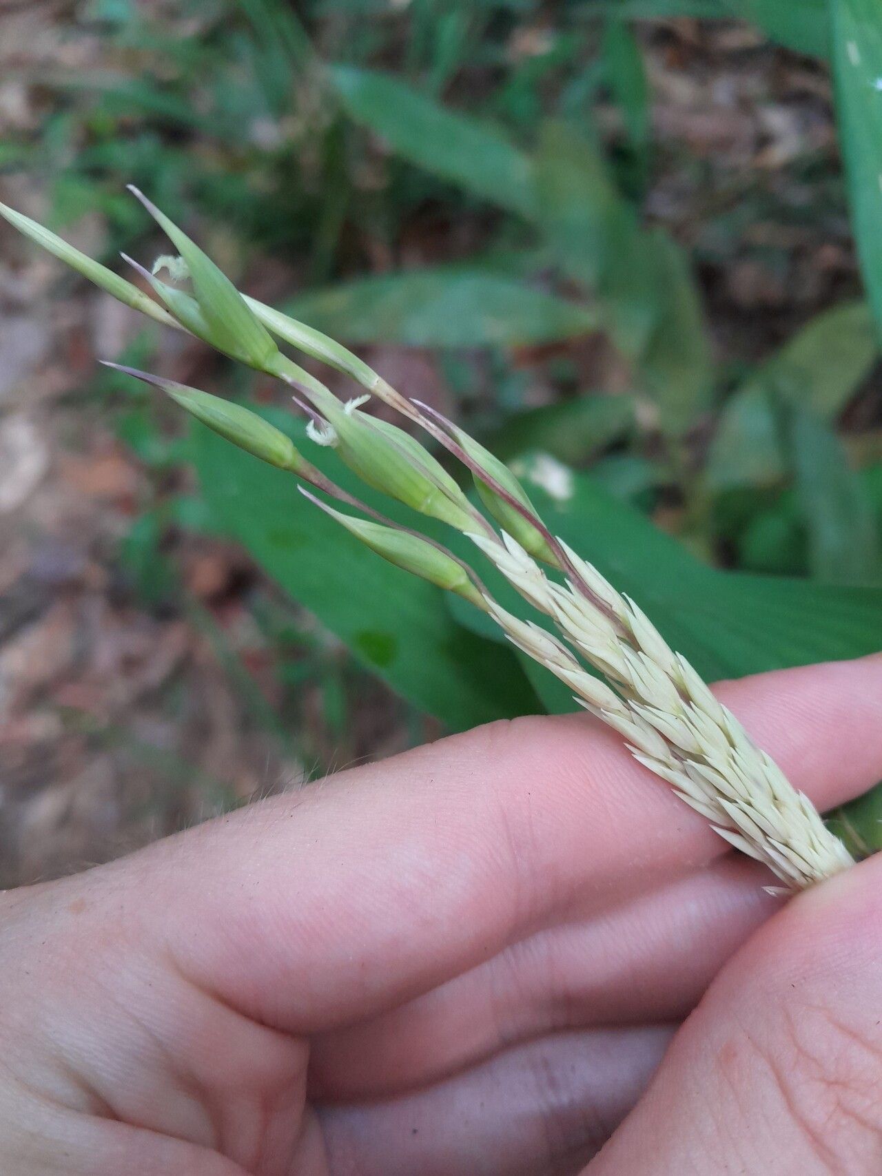 Olyra obliquifolia fruit
