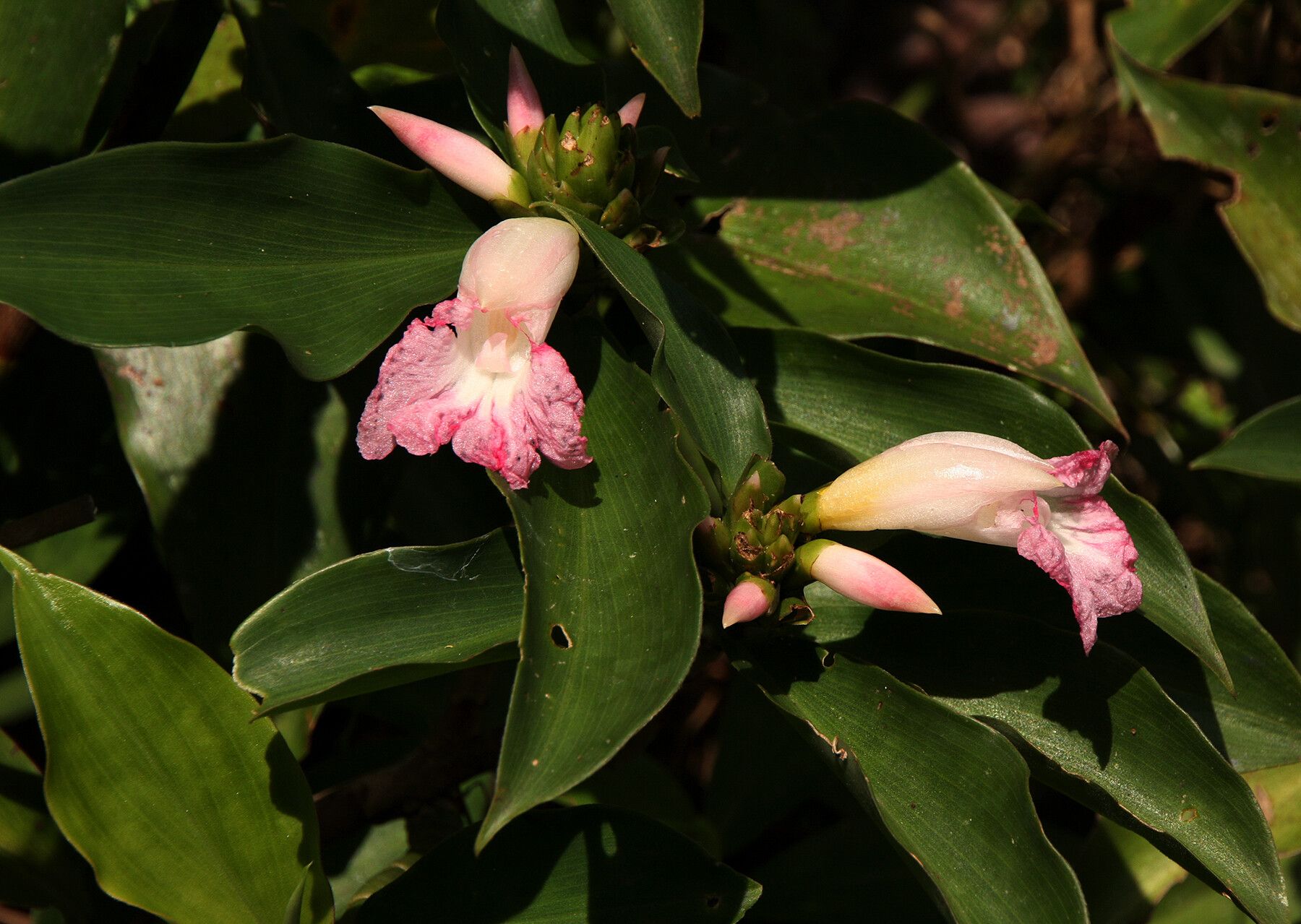 Costus phyllocephalus — houseplant care guide