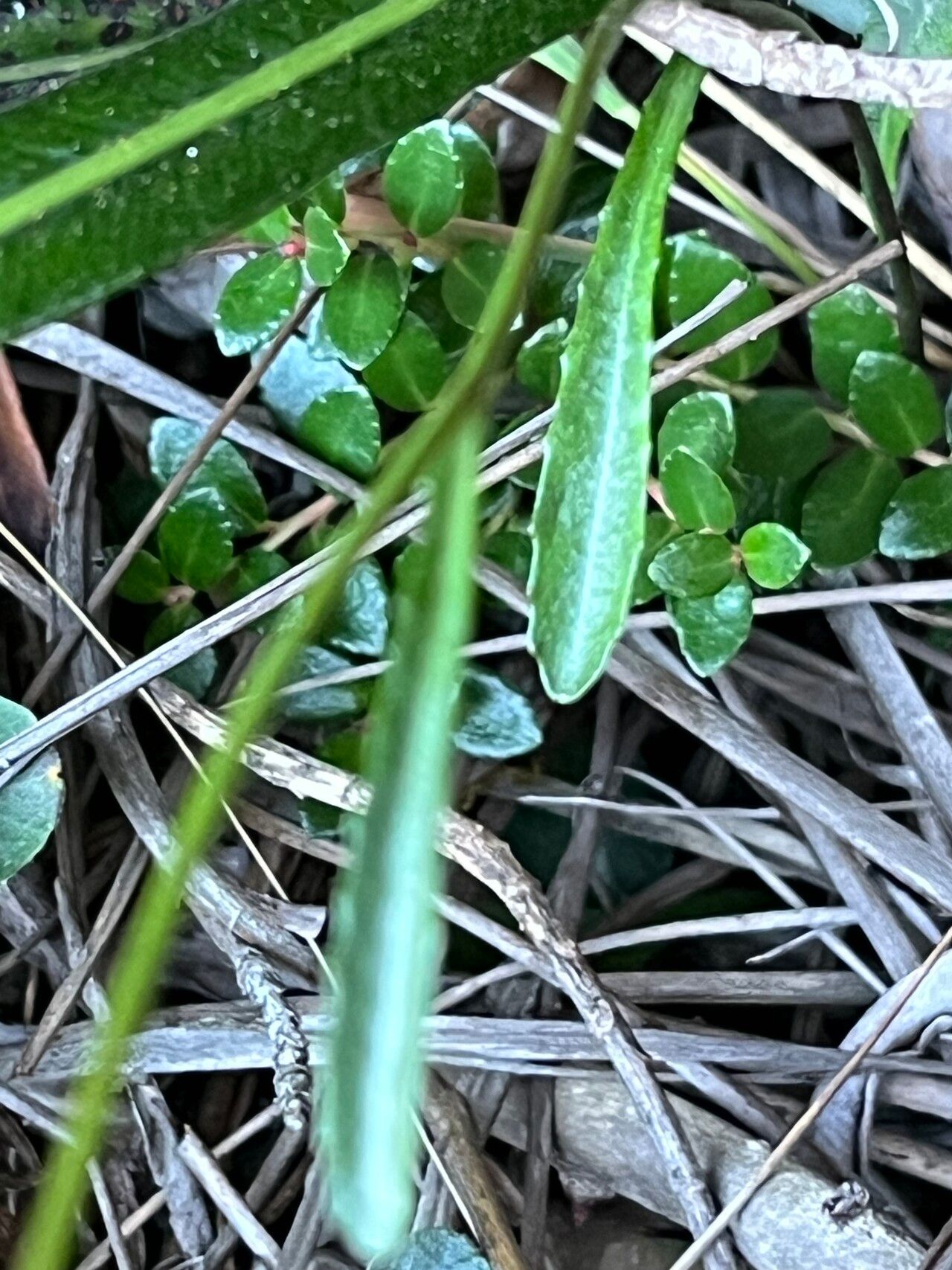 Lobelia tenera — search result for 'Lobelia'