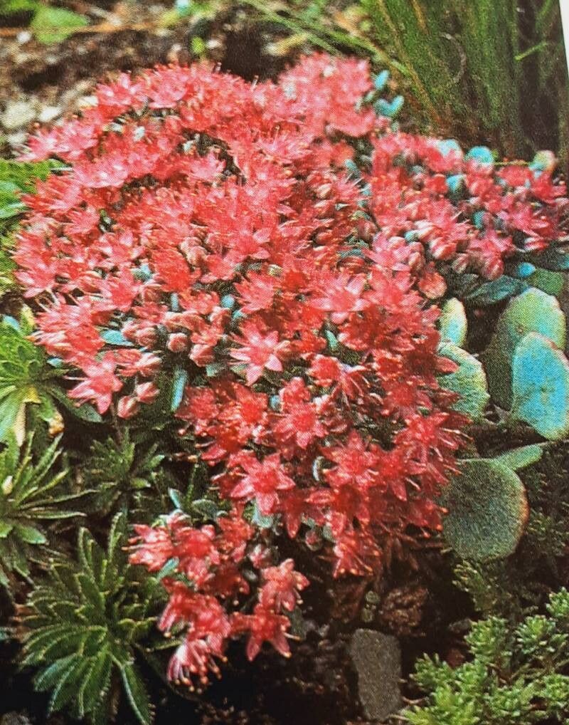 Hylotelephium cauticola flower