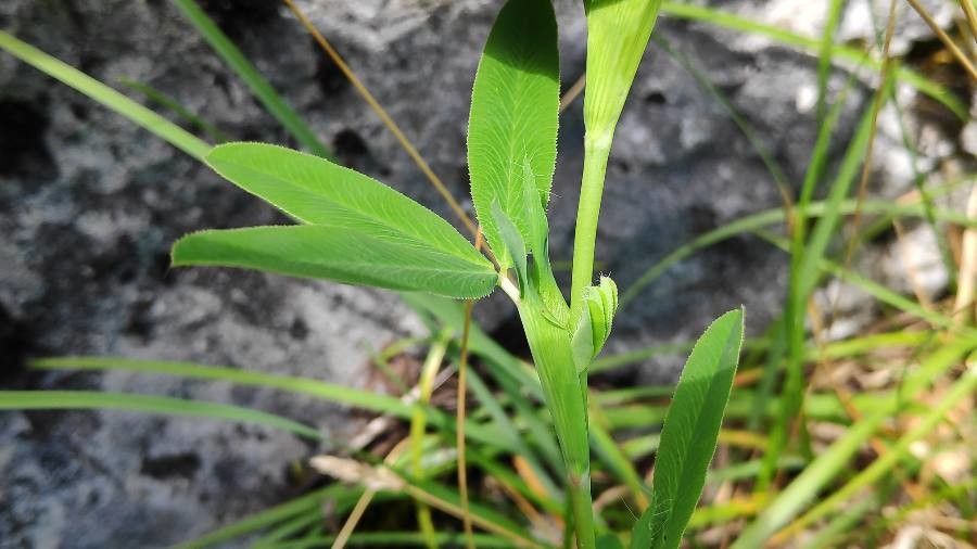 Trifolium rubens leaf