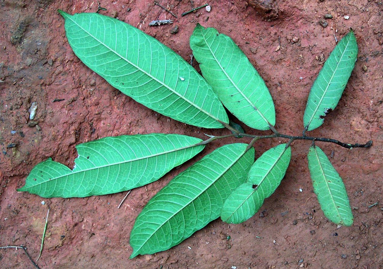 Ficus pteroporum leaf