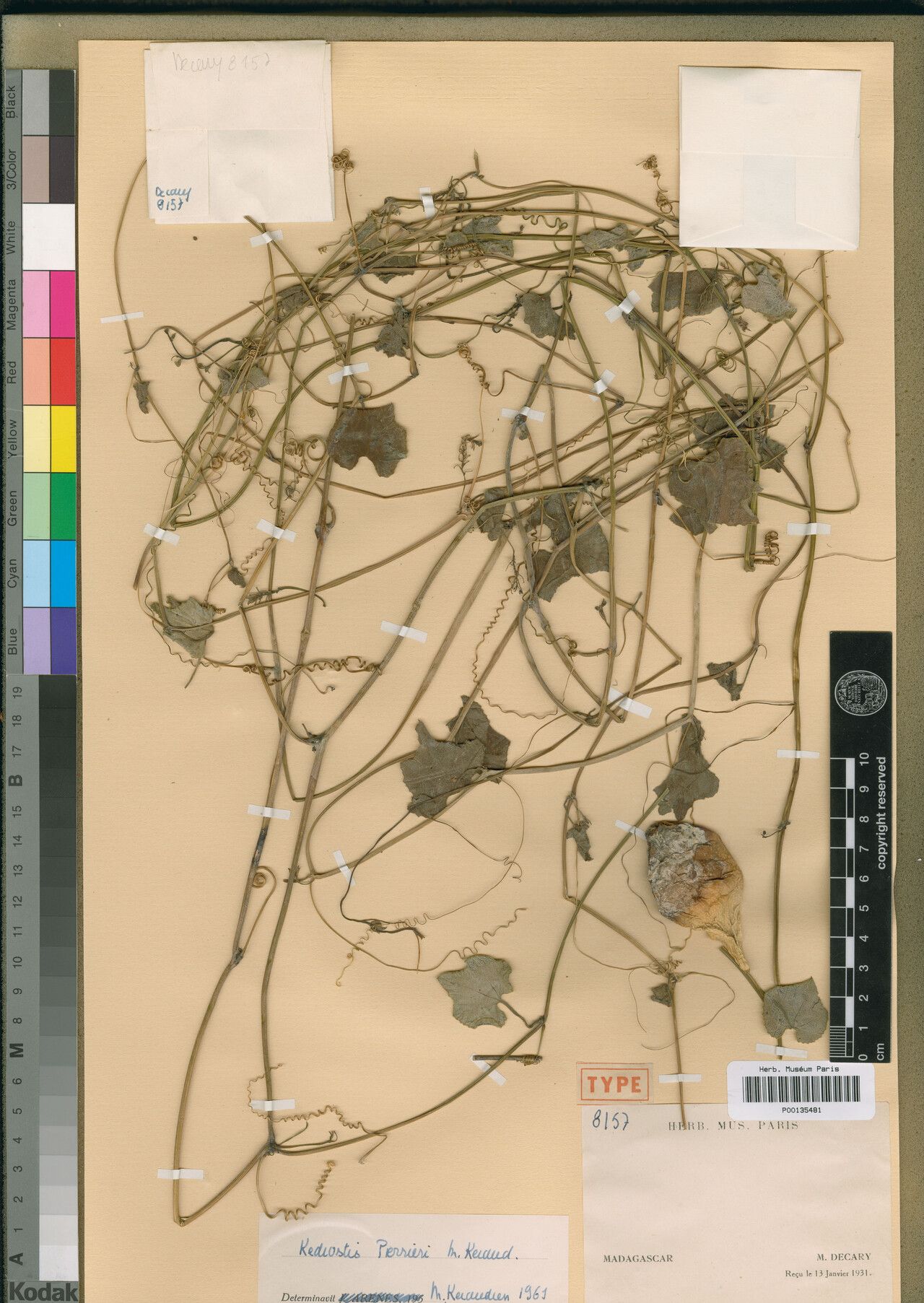 Kedrostis perrieri — search result for 'Kedrostis'