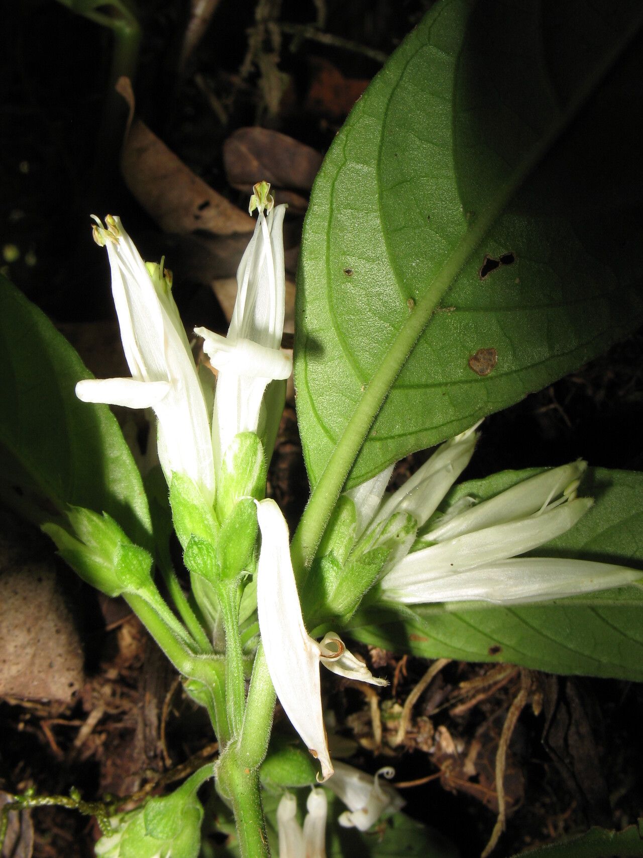 Justicia johannae — houseplant care guide