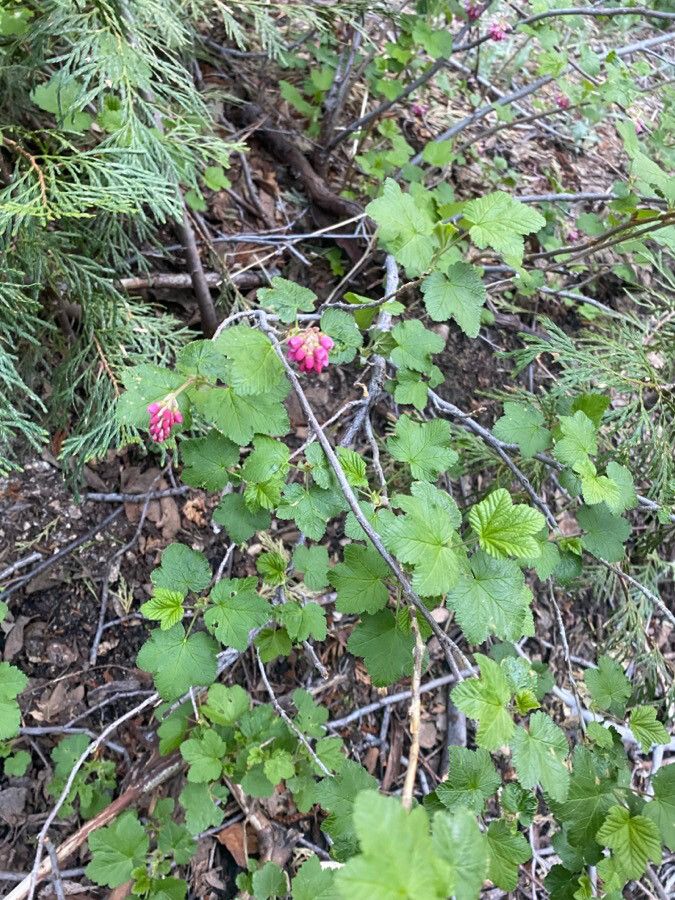 Ribes nevadense flower