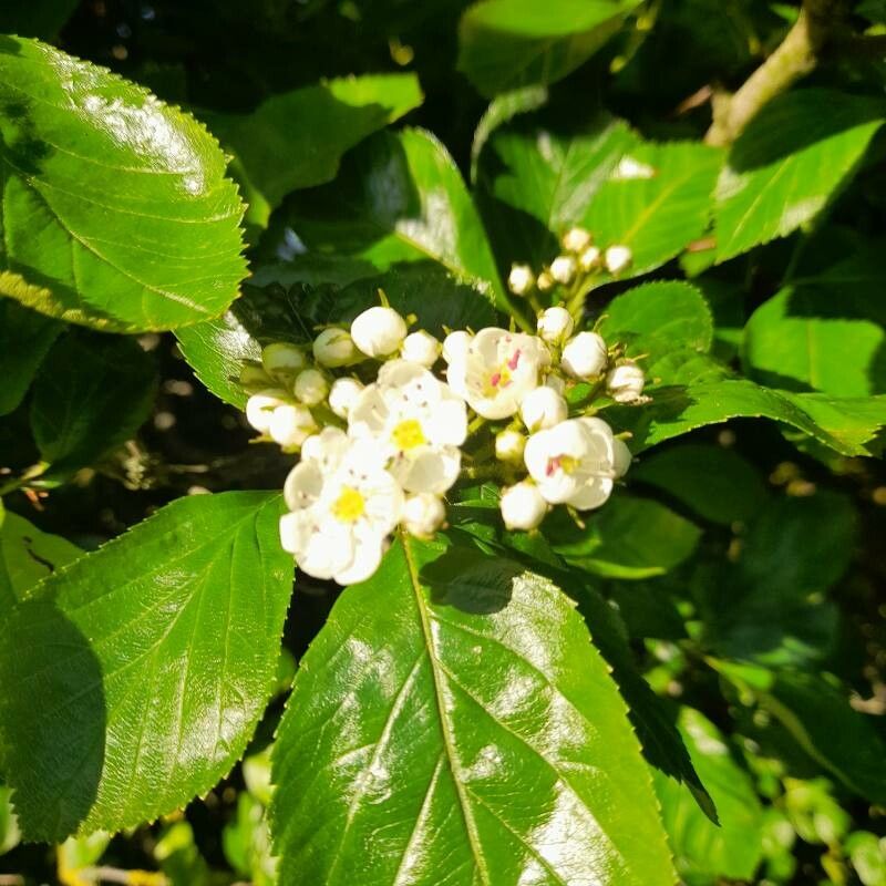 Crataegus persimilis flower