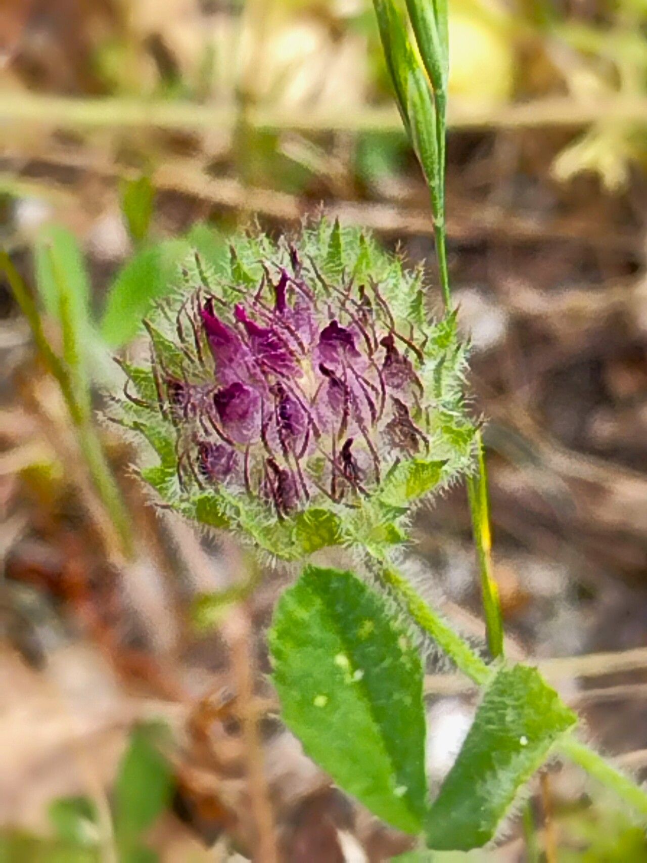 Trifolium barbigerum — search result for 'Trifolium'