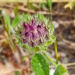 Trifolium barbigerum