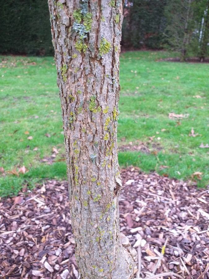 Fraxinus quadrangulata bark