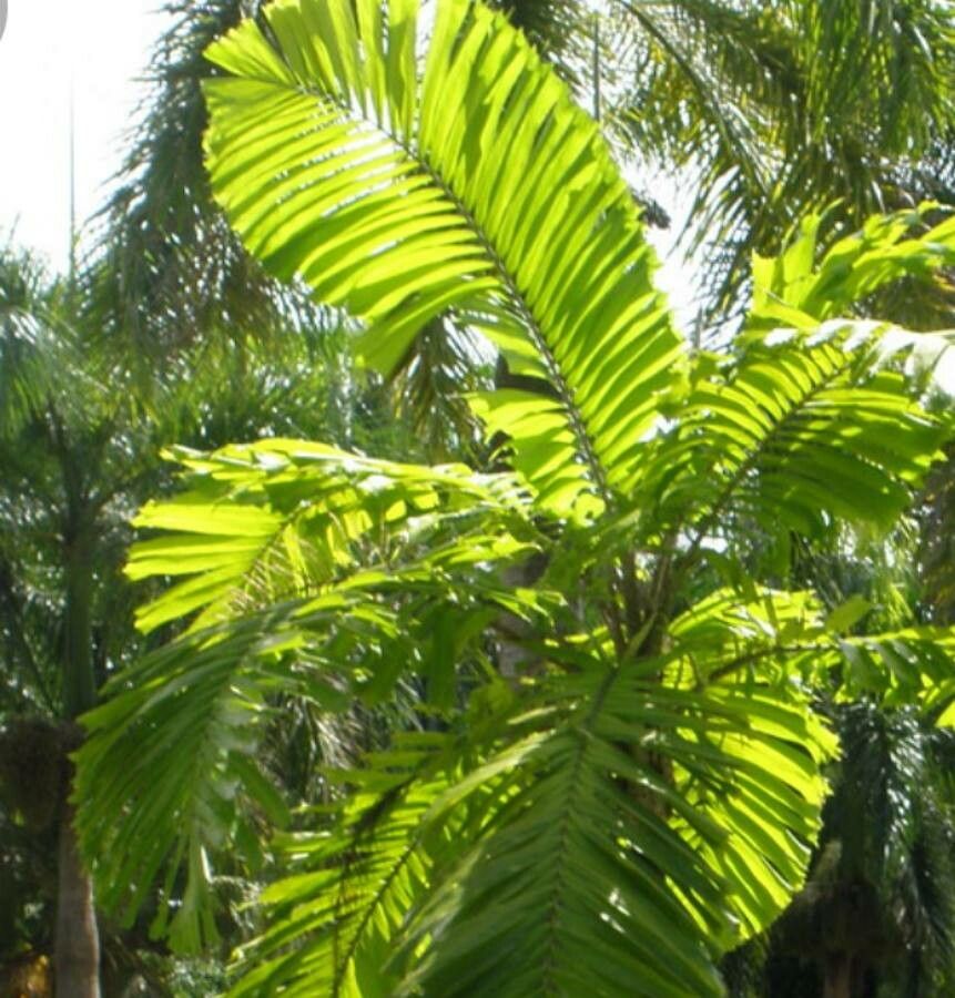 Aiphanes minima — houseplant care guide