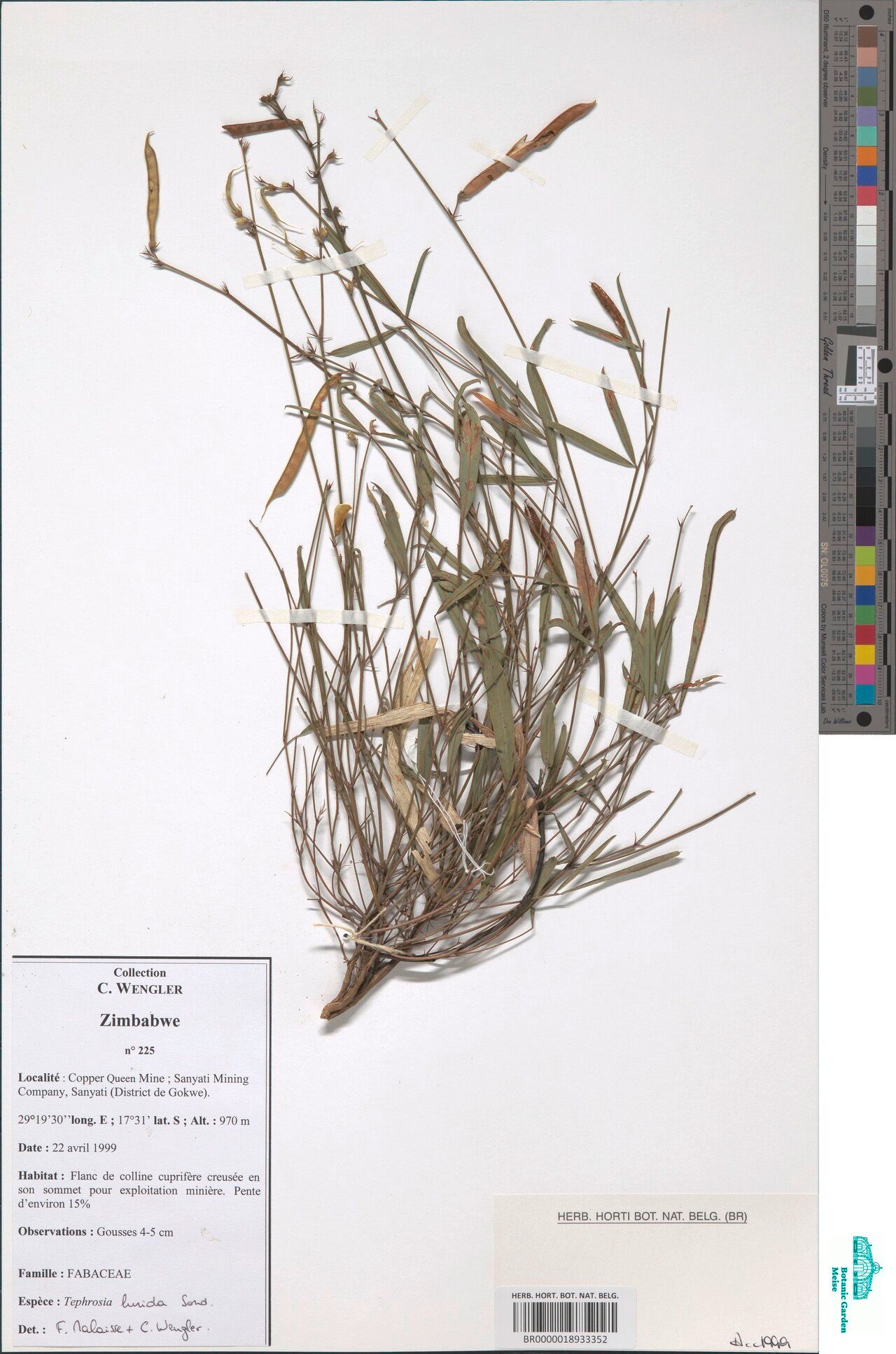 Tephrosia lurida — houseplant care guide