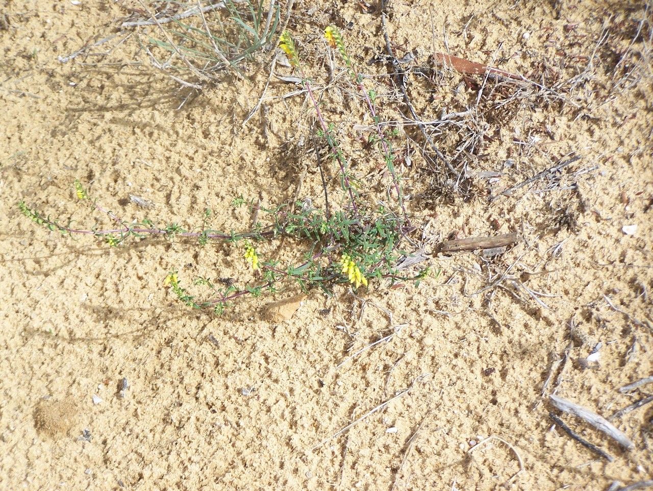 Odontites triboutii — houseplant care guide